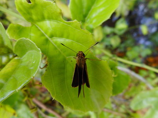 inseto mariposa - tetanolita sp.
