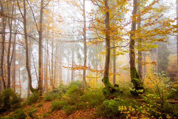 The big old oak tree in the autumn forest