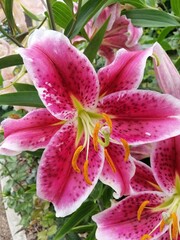 bright tall blooming pink lilies close up on a sunny summer day. floral wallpaper