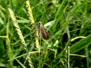 inseto mariposa - tetanolita sp.