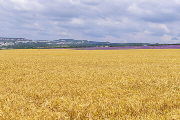 Grain field at the day light with blue sky