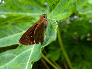inseto mariposa - tetanolita sp.