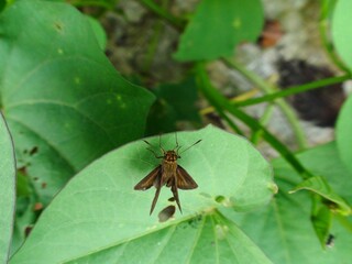 Naklejka premium inseto mariposa - tetanolita sp.