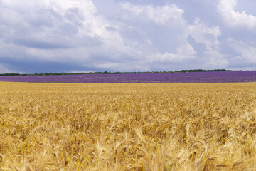 Grain field at the day light with blue sky