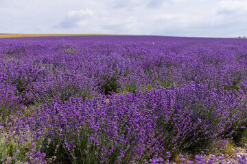 Plakat Blooming lavender in the summer. lavender blooming scented flowers.