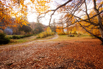 Fototapeta premium The path is leading up in the autumn forest
