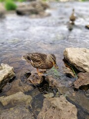 ducks on the coastal rocks of the lake on a blurry background on a gloomy summer day