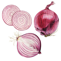 Watercolor Red Onion