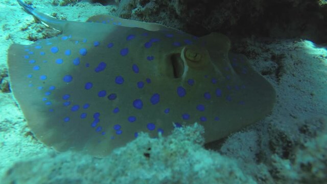 Blue-spotted Whiptail Stingray Fish Rests at Bottom of Red Sea. Underwater Camera Moves Close Up. Wild Animals Concept