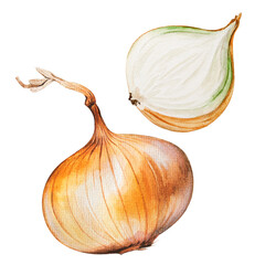 Watercolor Vidalia Gold Onion. Vegetable. Botanical - obrazy, fototapety, plakaty