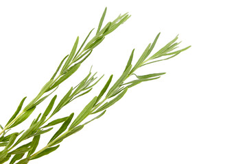 Lavender herb plant with green leaves isolated on white background