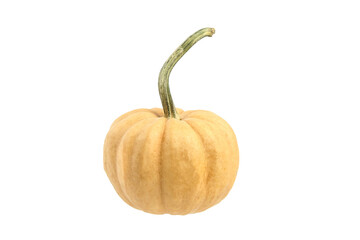 Pumpkin isolated on white background. Single whole ribbed pumkin