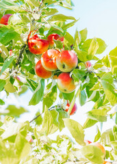Apple branch in high key. Fruit tree in the garden