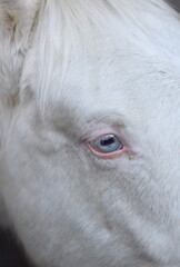 the blue eye of a Cremello horse