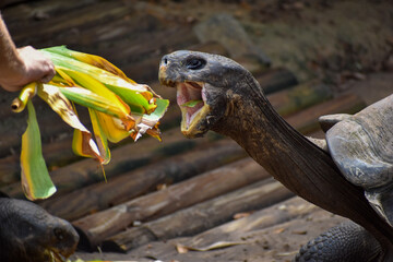 turtle on the ground