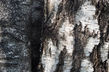 Texture bark of birch tree. Natural background