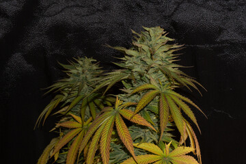 Marijuana cups with a lot of resin and yellow and violet leaves. Strain with a lot of CBD concentration, special for medicine and therapy.