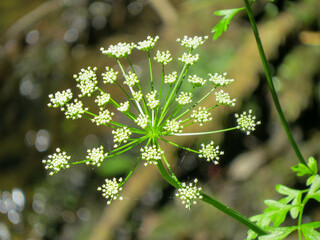 oenanthe crocata the hemlock water dropwort is a flowering plant in the carrot family