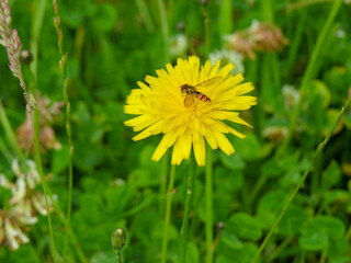 marmalade hoverfly gathering nectar from bright yellow narrow leaved hawkweed	

