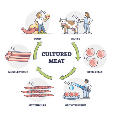 Cultured meat technology as artificial calf stem cells food growth outline diagram. Scientific beef animal biopsy, growth serum research and developing myotubules to muscle tissue vector illustration.