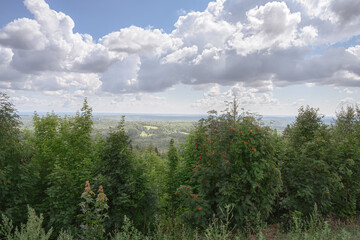View from Belaya Gora (Perm Territory, Russia) to the endless valley overgrown with forest and hills. In the foreground is a young mountain ash with red berries. Cloudy sky, hazy haze over the valley