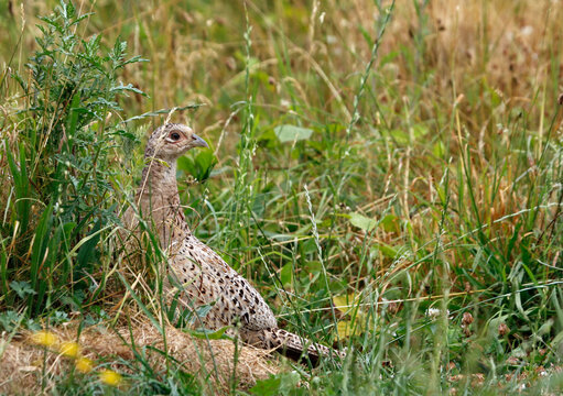 Female pheasant in a meadow