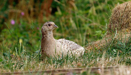 Female pheasant in a meadow