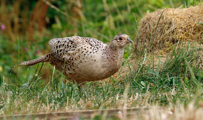 Female pheasant in a meadow