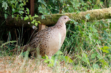 Female pheasant in a meadow