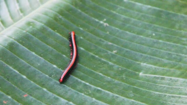 Centipede, millipede on a green leaf. Sri Lanka