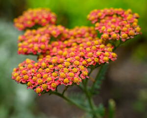 Common Yarrow