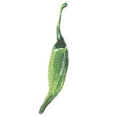 Green Pepper. Watercolor illustration with vegetables and fruits. Vegetarian food. Natural organic food. Healthy diet. Cooking food.