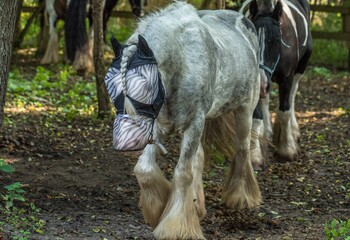 koń w osłonie © Mirosław