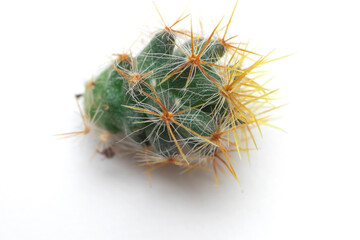 close-up of cactus on a white background