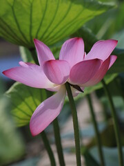 pink lotus flower