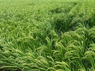風になびく新緑の稲穂
