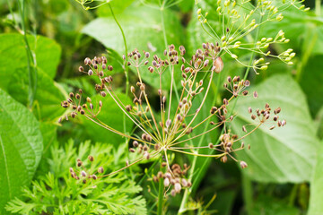 Dill mit Samen - Gewürzpflanze zum Einlegen von Gurken. Dillsamen (Anethum graveolens)