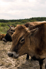 sea cows in pastures in ssea cows in pastures in southwestern Franceouthwestern France