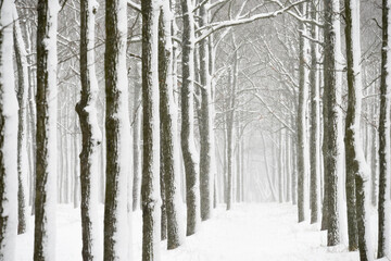 Fototapeta premium Winter cloudy sad landscape. rows of trees covered in snow and falling snow. Selective soft focus. 