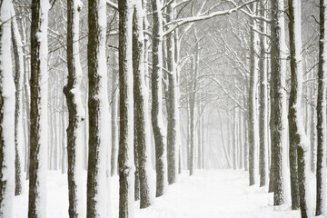 Winter cloudy sad landscape. rows of trees covered in snow and falling snow. Selective soft focus.
