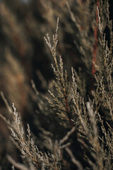 Natural background of fresh green leaves of coniferous plant. Wildlife details