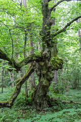 Old trunk of a grove-broadleaf tree in tiny Baltic Sea island. Central European-type broadleaf forest. Nature reserve created by Estonian botanist Teodor Lippmaa. Abruka island