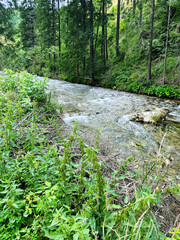 River with the forest in Poland in Koscielisko Valley