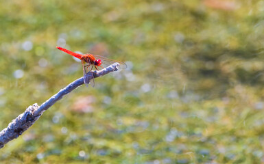 Dragonfly sitting on a branch in a pond close-up