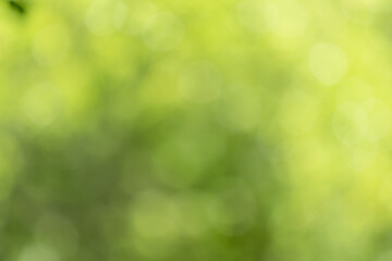 Naklejka na ściany i meble Abstract, nature bokeh background, green foliage of the forest. Green nature in blurry style for creative design.