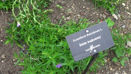 Baikal skullcap (Scutellaria baicalensis), herbal medicine