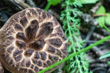 Edible mushroom foraging in Colorado