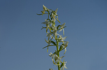 Very rare European native orchid. Butterfly or fringed orchids from Platanthera bifolia, Orchidoideae. Protected plant on tiny islet in Baltic Sea. Blue sky background. Warm summer day in the North.