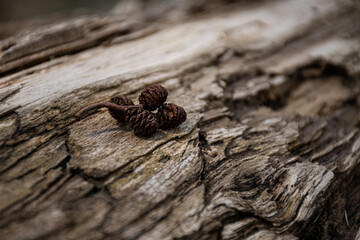 Small pine cones on a log.