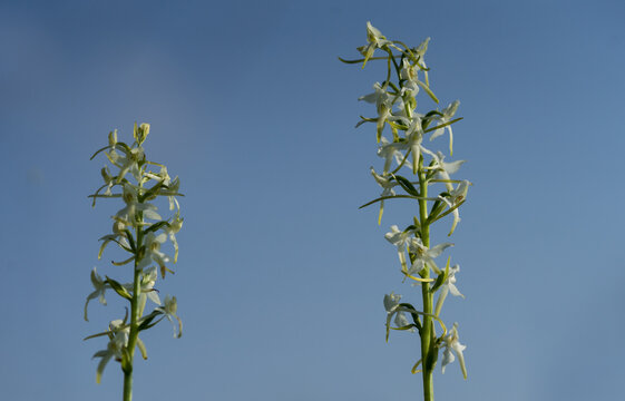 Very rare European native orchid. Butterfly or fringed orchids from Platanthera bifolia, Orchidoideae. Protected plant on tiny islet in Baltic Sea. Blue sky background. Warm summer day in the North.